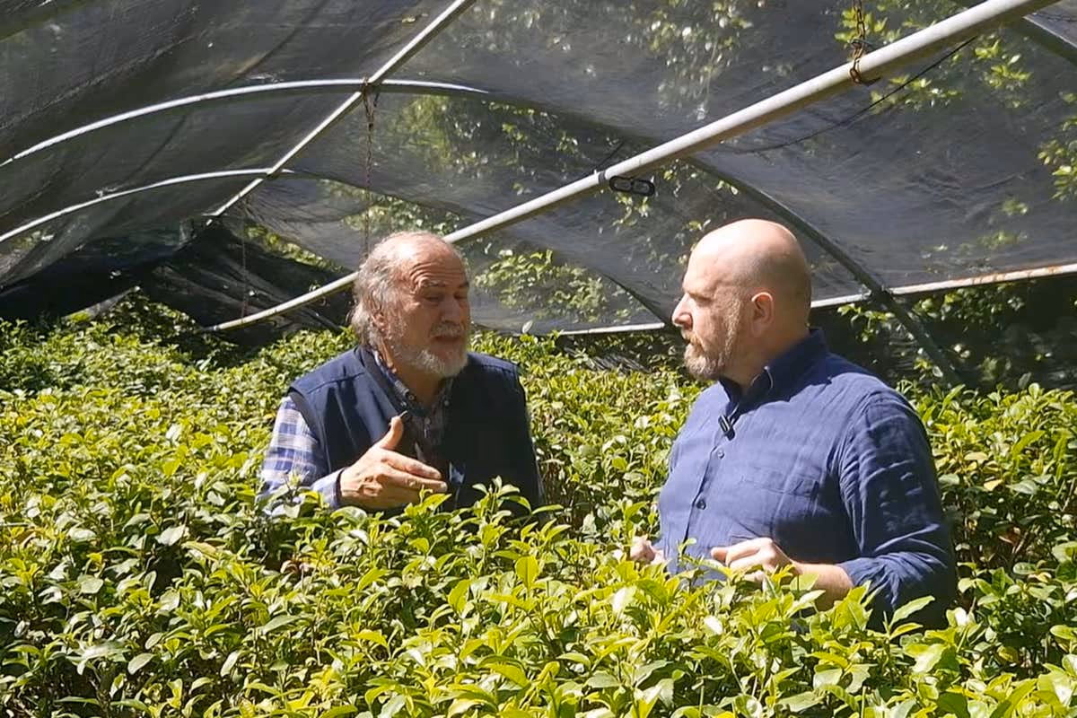 Si può coltivare il tè in Italia? La risposta arriva da Guido Cattolica