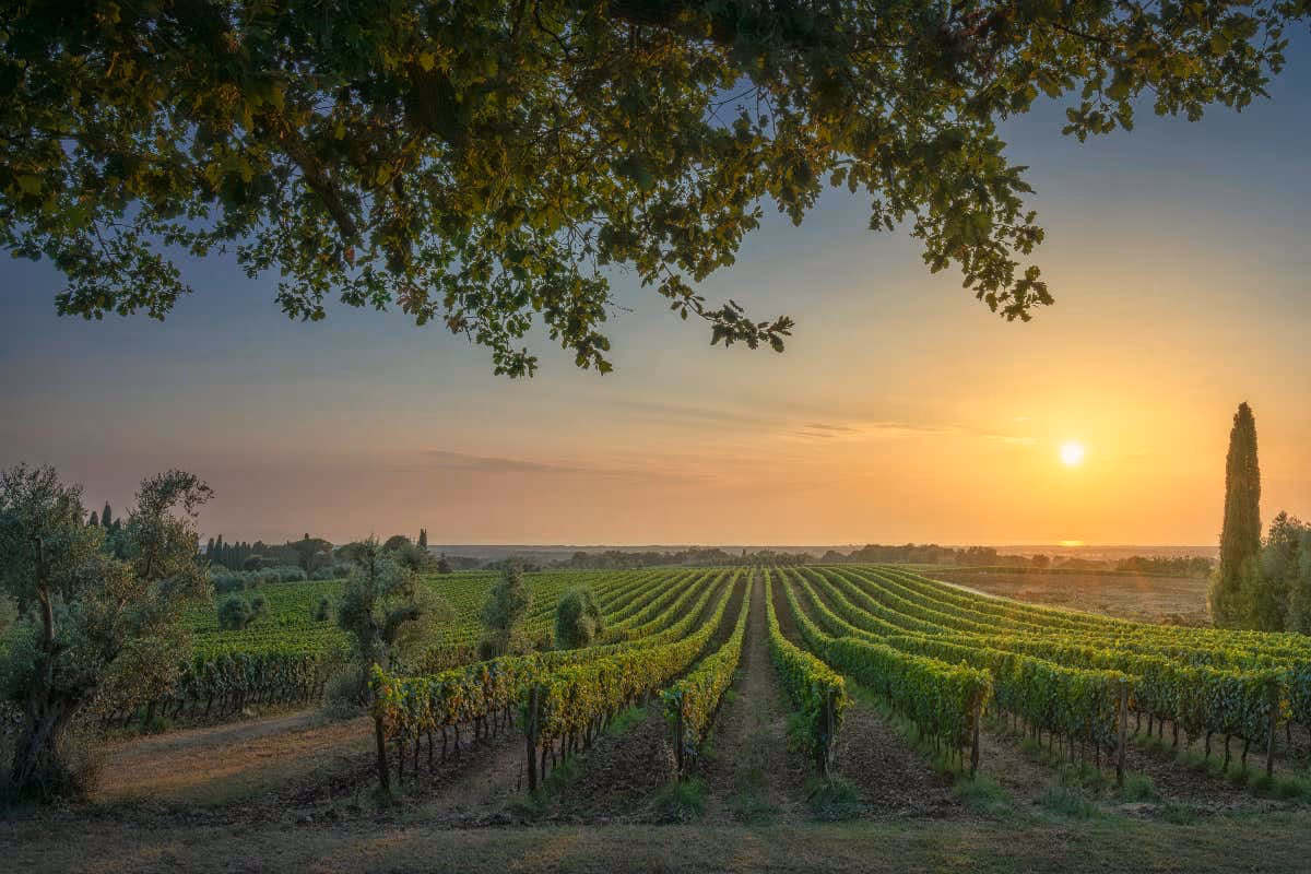 Giacenze in aumento e prezzi in calo: Uiv chiede stop ai nuovi vigneti e meno rese