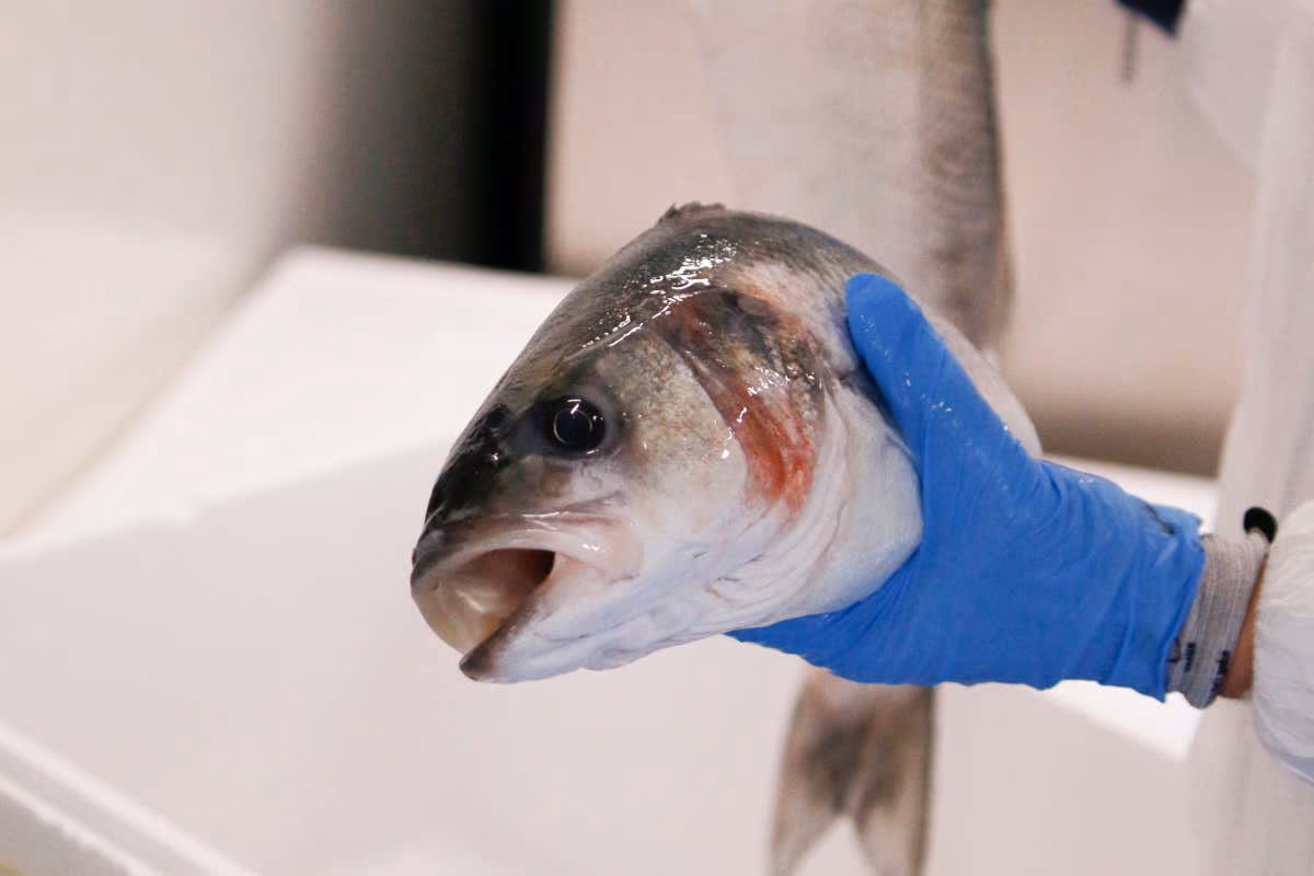 Filiera corta e selezione: nel Milanese arriva il “Mercato del Pesce” per l'Horeca 