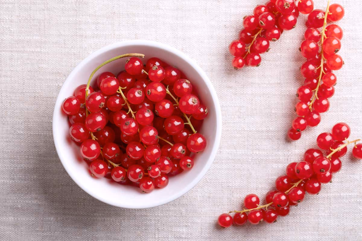 Ribes rosso: proprietà, valori nutrizionali, benefici e usi in cucina